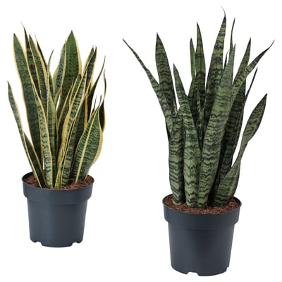 Dvě rostliny SANSEVIERIA v květináčích, zeleno-černé listy, tmavé květináče, plastový materiál.