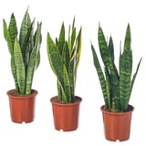 Tři rostliny SANSEVIERIA TRIFASCIATA v květináčích v červených plastových květináčích s vysokými, zelenými listy s tmavě panašovanými vzory.
