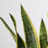 Živá SANSEVIERIA TRIFASCIATA: vysoké, zelené listy se žlutými okraji, zdravé a dobře opečovávané.
