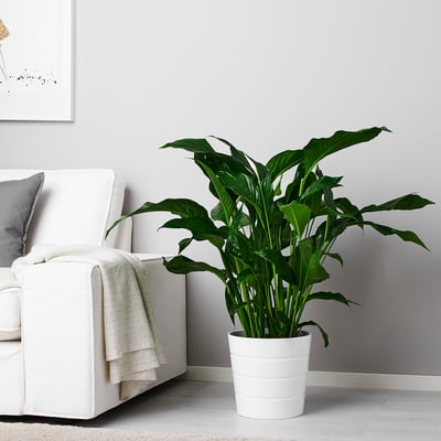 Zelená rostlina SPATHIPHYLLUM s bílými pupeny.