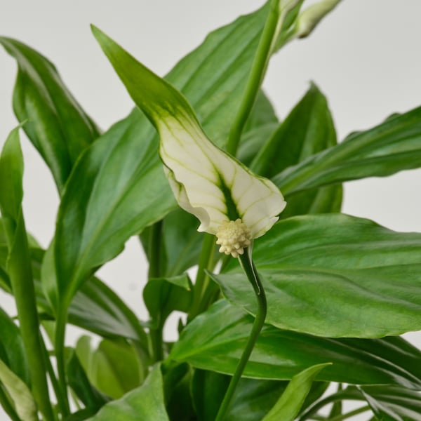 Zdravý SPATHIPHYLLUM se širokými zelenými listy a jediným bílým kvetoucím květem, což znamená svěžest a vitalitu.