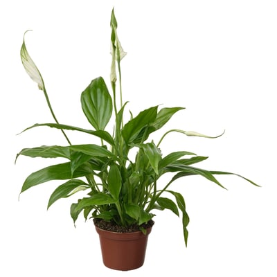 Hrnkový SPATHIPHYLLUM se zelenými listy a bílými květy.