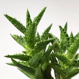 Živý, zdravý sukulentní s ostnatými, zelenými listy na hladkém bílém pozadí.