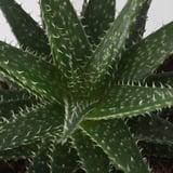 Detail zářivě zelené rostliny aloe vera s kapkami vody na špičatých listech.