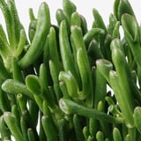 Hromada zářivě zelených sukulentů, těsně napěchovaných kapkami rosy na lesklých listech, které předvádějí svou zdravou strukturu.