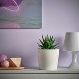 Malý hrnkový SUKULENT v bílé keramice se perfektně hodí na polici s lampou.