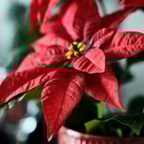 Jasně červená vánoční hvězda, živé okvětní lístky, žlutý střed. Živá umělá rostlina.