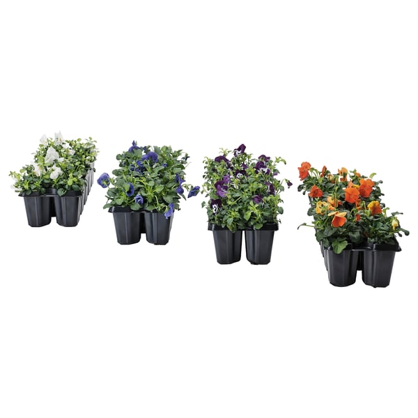 Čtyři sady květů macešky, bílé, modré, fialové a oranžové, vystavené v černých plastových květináčích. Každá barva je seskupena dohromady.