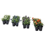 Čtyři sady květů macešky, bílé, modré, fialové a oranžové, vystavené v černých plastových květináčích. Každá barva je seskupena dohromady.