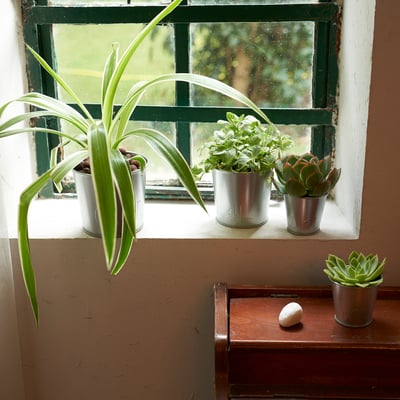 Four small galvanized ÅKERBÄR plant pots on a window ledge, holding various green plants, with two on a wooden chest below.
