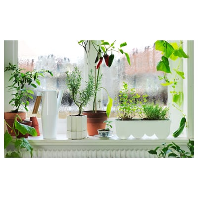 Window sill with various potted plants; white watering can for indoor gardening.