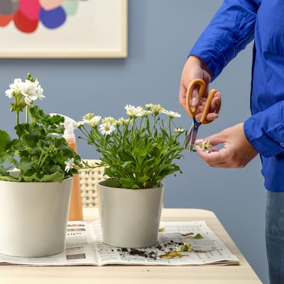 Person trims potted plants with small scissors on a table with newspaper.