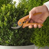 Hands with orange pruners cutting green potted bush.