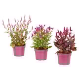 Three potted CELOSIA plants in pink pots, vibrant with purple flowers and green leaves. Indoor decor.