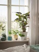 Modern room with large windows and houseplants.