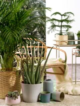 Cozy indoor scene with wicker furniture, various green plants, and colorful ceramic pots. Scattered cushions and blankets enhance comfort.