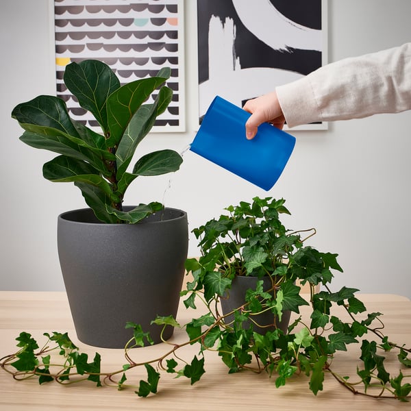 Person watering plants with blue watering can on wood table, next to potted plants.