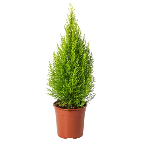 Potted CUPRESSUS MACROCARPA in brown planter.
