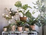 Indoor plant decor: potted greens, cream blooms, recycled.