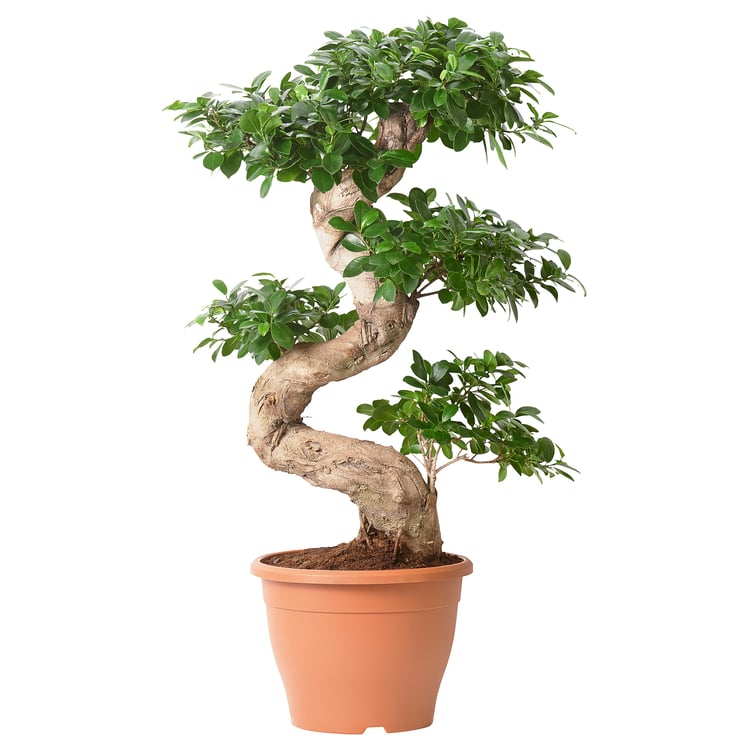 FICUS MICROCARPA GINSENG Potted plant, bonsai, 29 cm IKEA