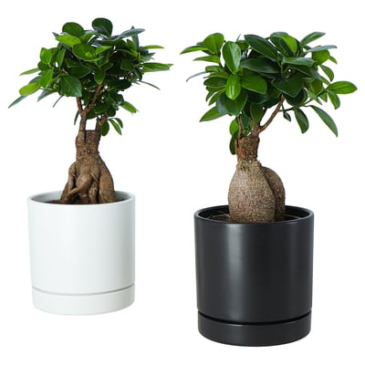 FICUS Potted plant with pot, bonsai assorted colours, 12 cm
