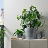 FJÄRILSBUSKE plant pots: grey, stoneware, varied sizes, simple & rustic, displayed outdoors with plants.