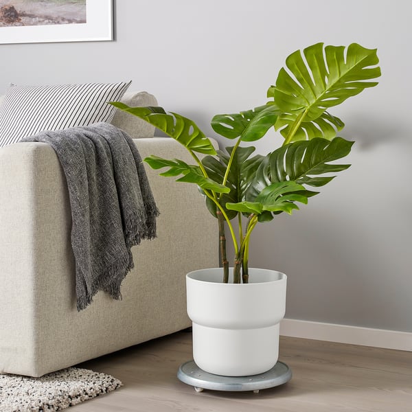 Plant near couch.