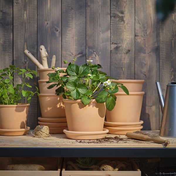 Small potted strawberry plant sits among larger terracotta pots on a rustic wooden shelf.