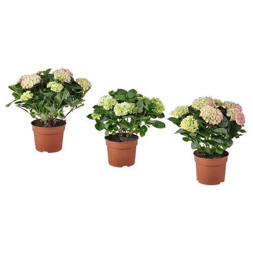 Three potted hydrangeas with light pink blooms, lush greenery, indoor decor.