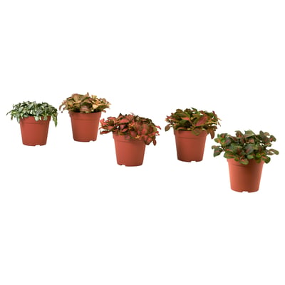 HYPOESTES Potted plant, Pink dot plant/assorted, 12 cm