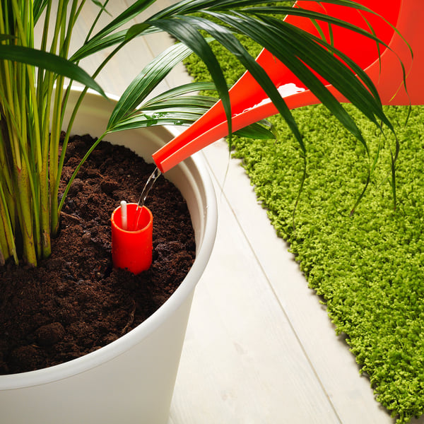 Self-watering plant with bright green leaves.