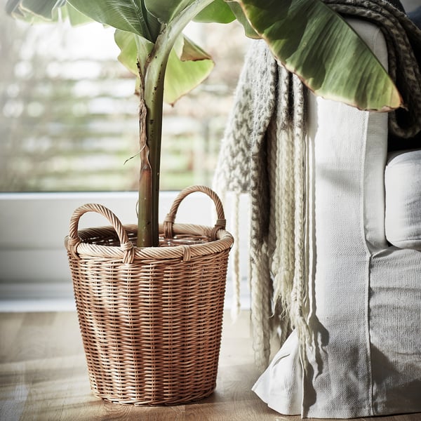 Woven rattan plant basket with large green leaves, handles, by window, gray blanket nearby.