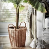 Woven rattan plant basket with large green leaves, handles, by window, gray blanket nearby.