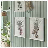 Botanical art: veg illustrations, beets, onions. Basket with plant.