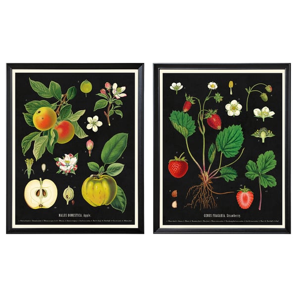 KNOPPÄNG art prints: apple & strawberry botanicals in black frames, made of fibreboard and plastic, ready to hang.