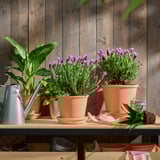 Two potted lavenders on wooden shelf. Pots are terracotta, medium-sized near watering can. Rustic setting in front of wooden wall.