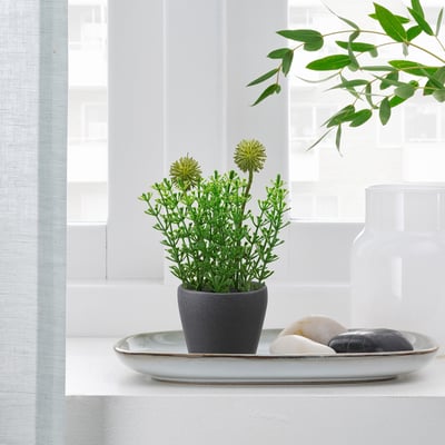Small potted green plant on white tray with pebbles. Elegant home decor display.
