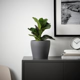 Modern decor: small PERSILLADE planter in grey earthenware with broad leaves on black sideboard; clock, books, & minimalist art nearby.