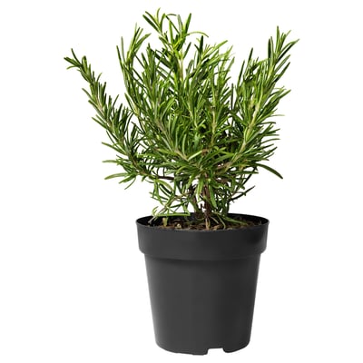 A potted rosemary plant with green leaves.