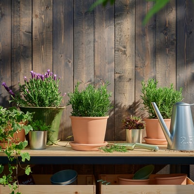 Rustic wooden shelf with terracotta plants, tools, and purple flowers.