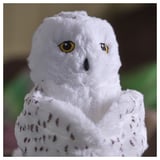 Soft plush owl toy with detailed embroidered eyes and serene expression; white with speckled brown pattern.
