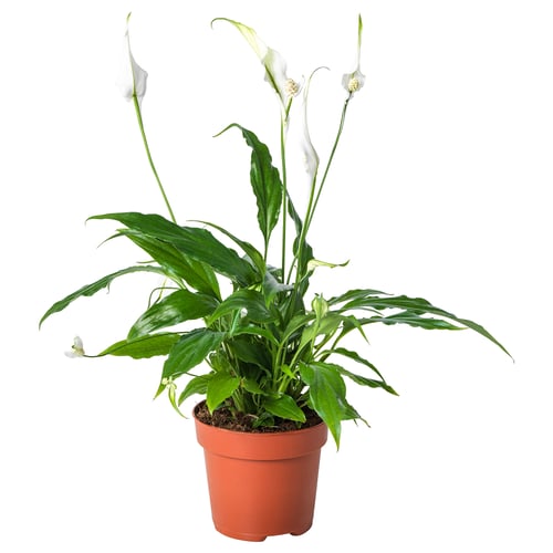 Potted SPATHIPHYLLUM plant with white flowers in a brown plastic container.