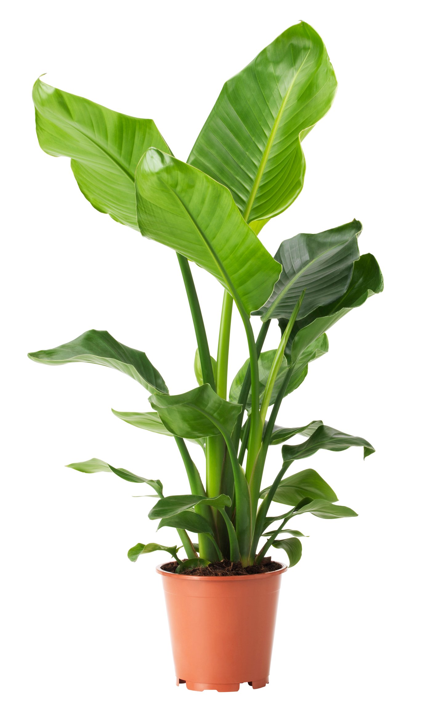calathea blumenerde Calathea Erde mit Dnger