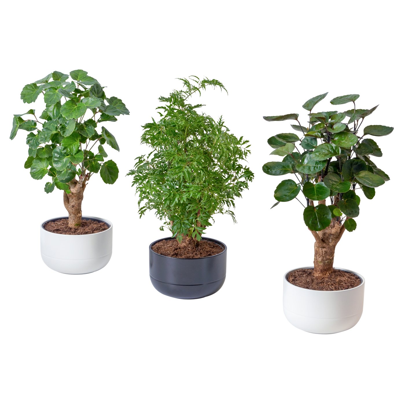 IKEA MUSA ORIENTAL Pflanze Bananenpflanze | Preisvergleich