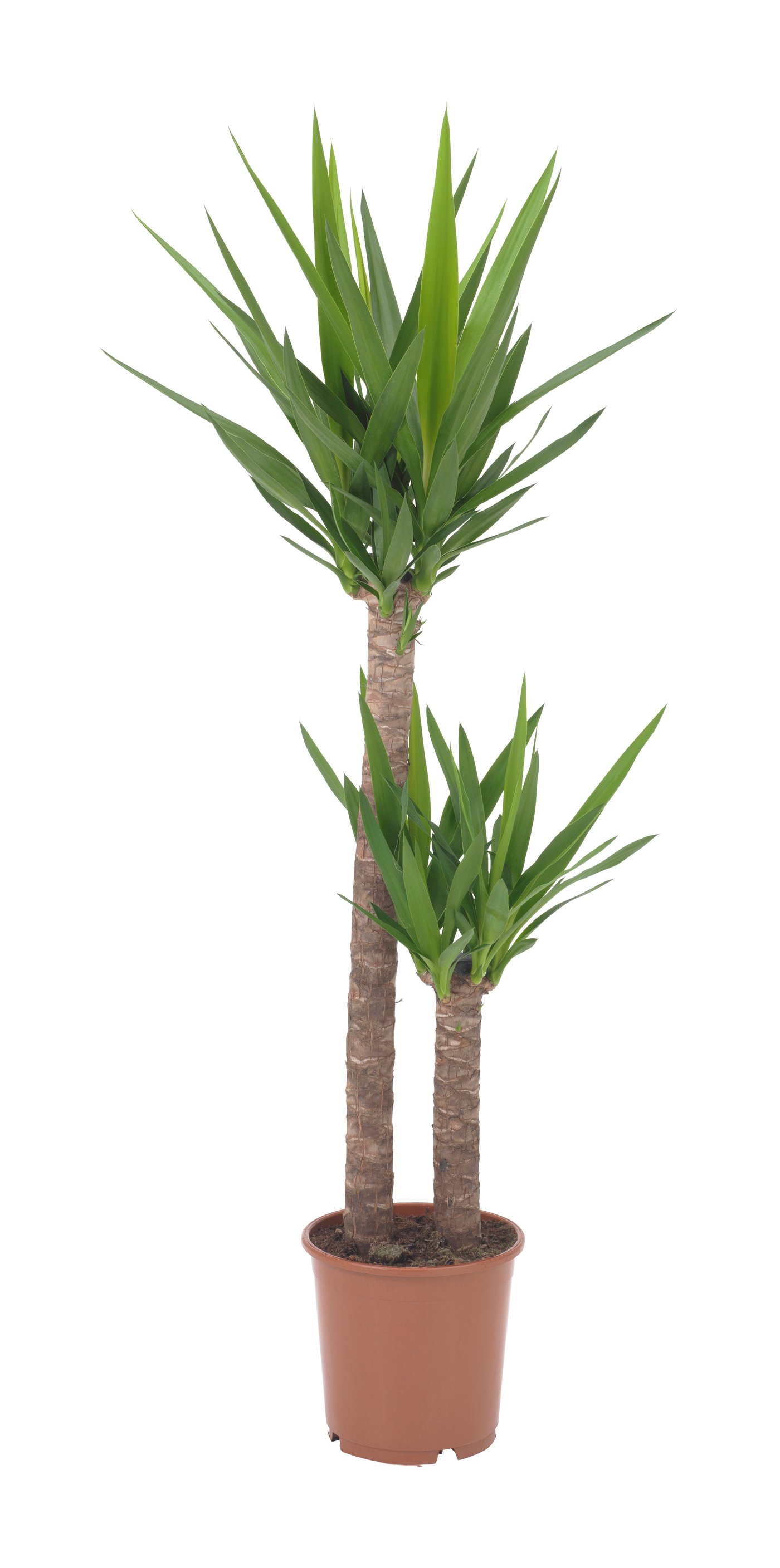 IKEA YUCCA ELEPHANTIPES Pflanze Palmlilie/2 S | Preisvergleich
