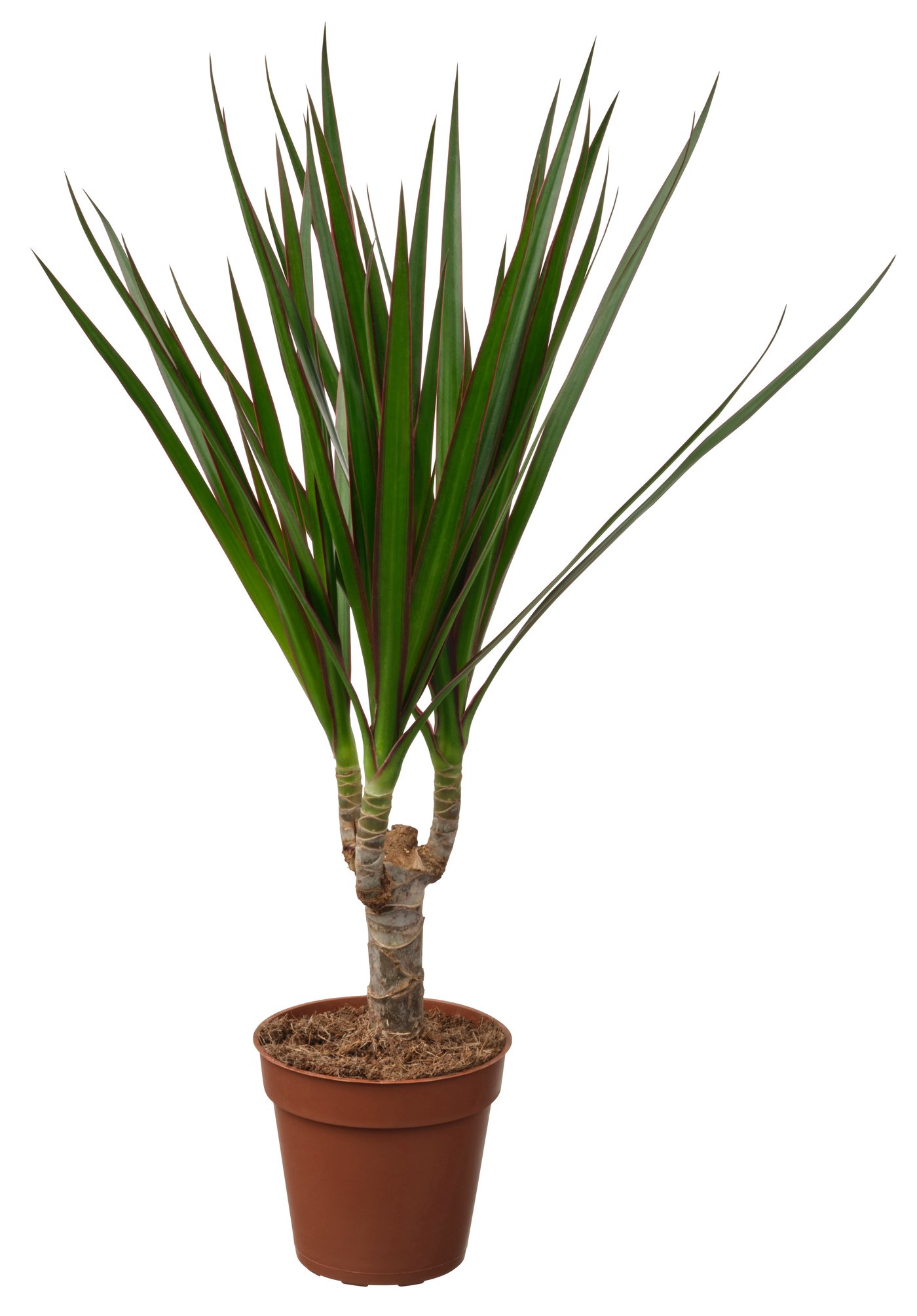 IKEA DYPSIS LUTESCENS Pflanze Goldfruchtpalme | Preisvergleich