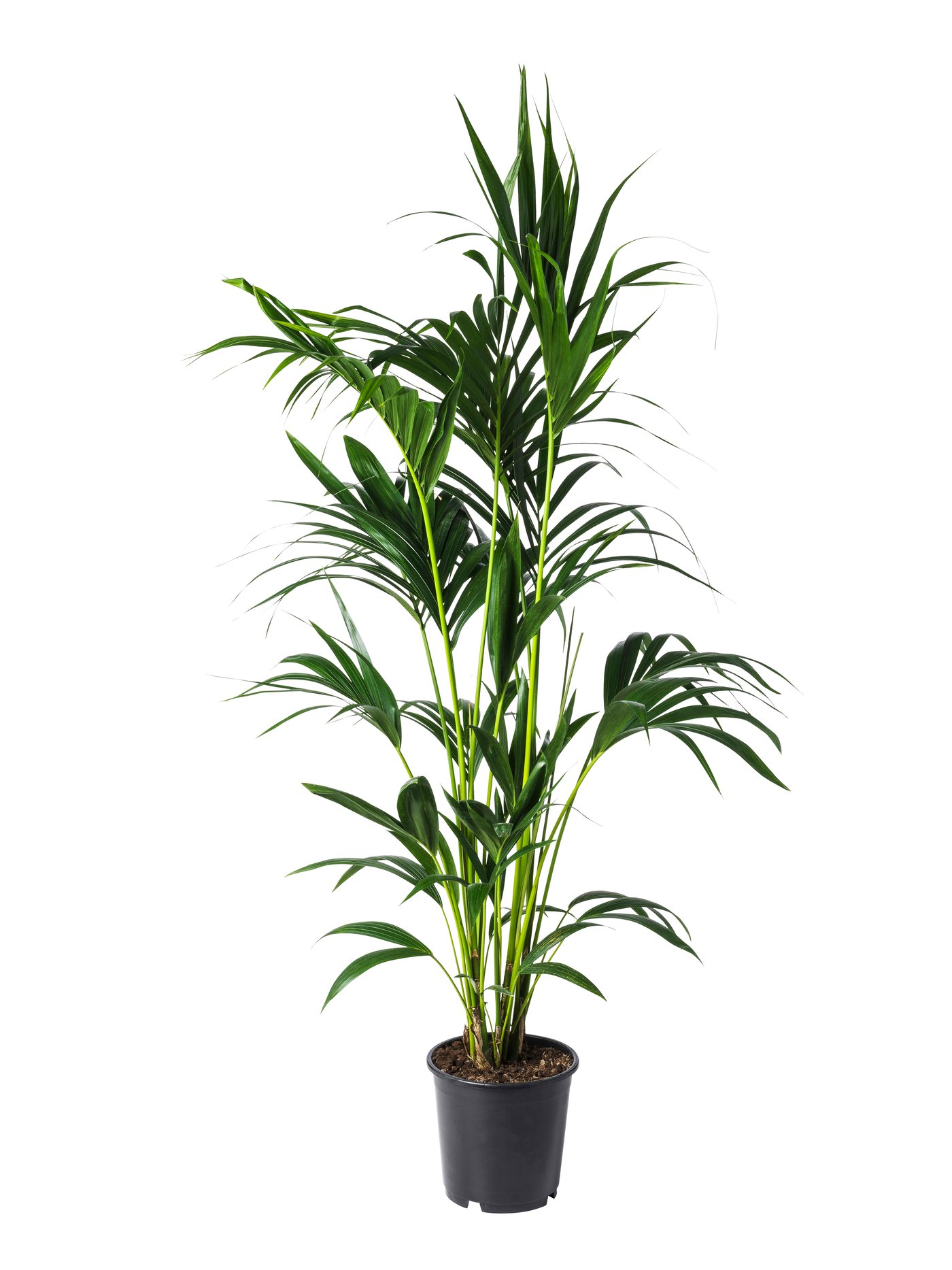 calathea welcher dnger Purgrn Calatheadnger 1 Liter