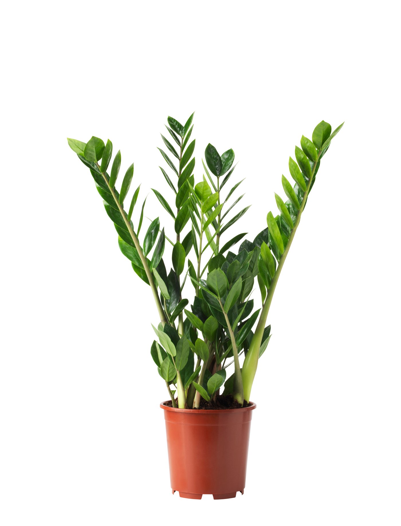 calathea poster Calathea Orbifolia Leaf: Buy Flower Paintings & Botanical Art Online   Dessine Art