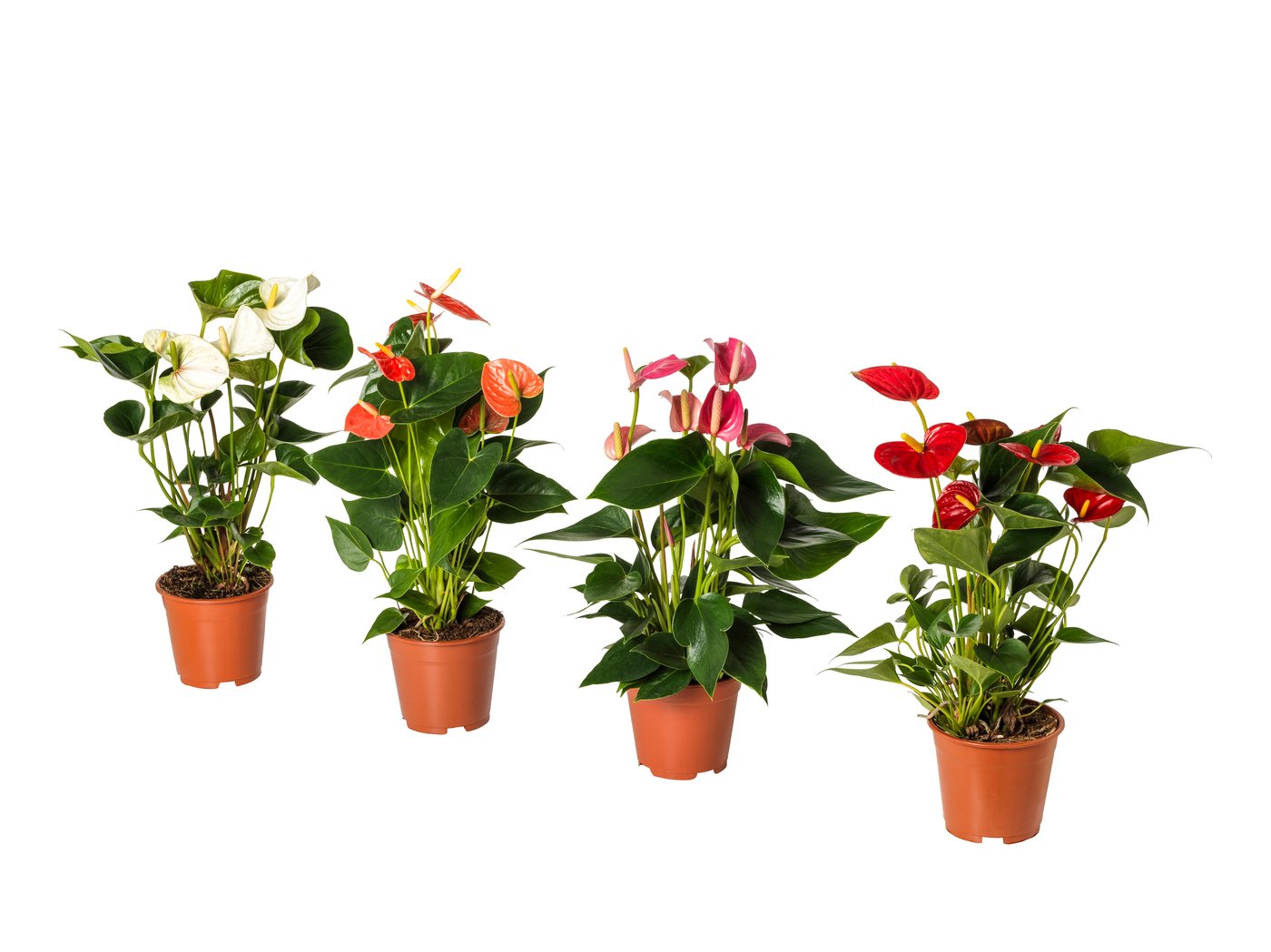 IKEA PACHIRA AQUATICA Pflanze Glckskastanie | Preisvergleich