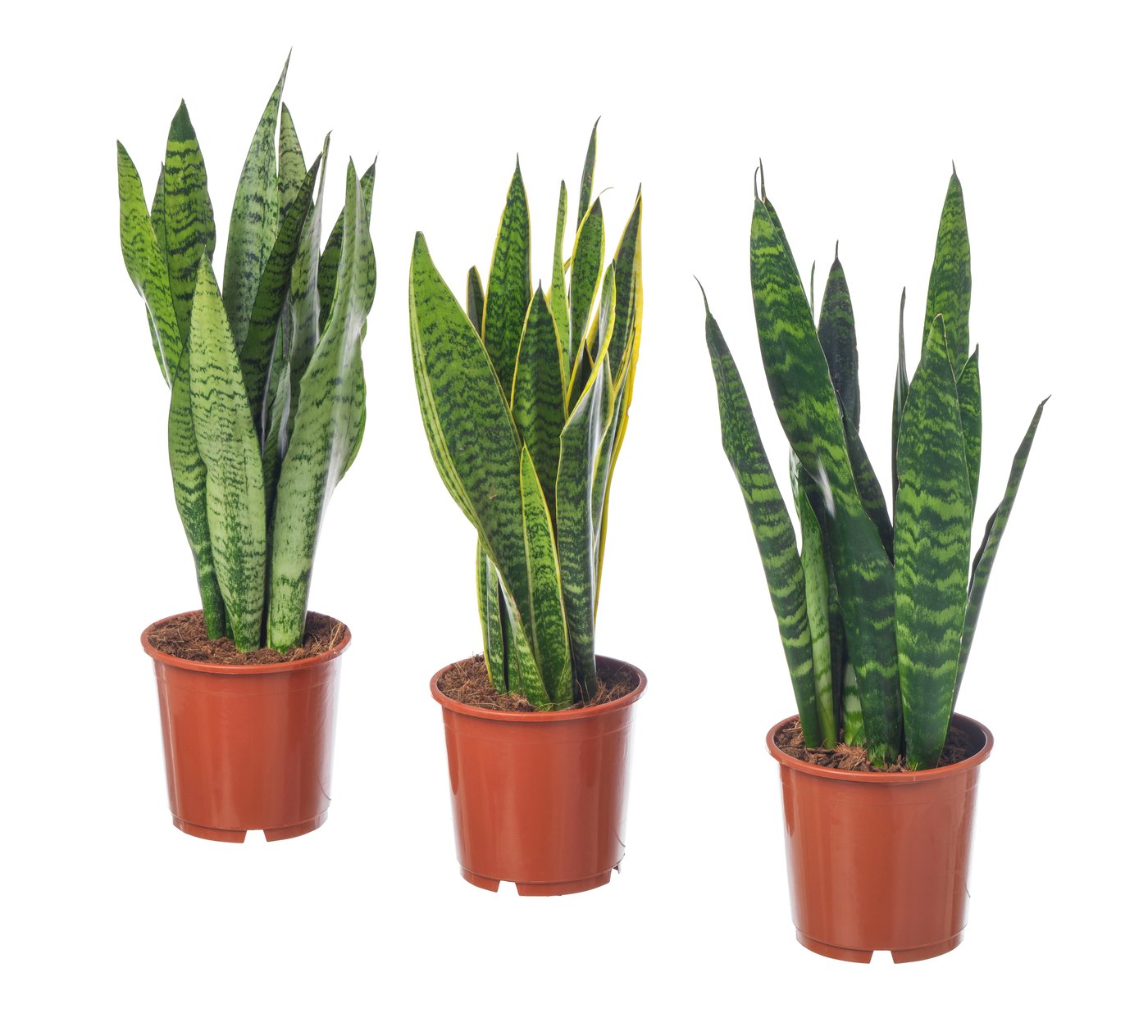 blaue topfpflanze Blumentopf / Pflanzgef Bamboo Hoch  Glasierter Steinguttopf Blau